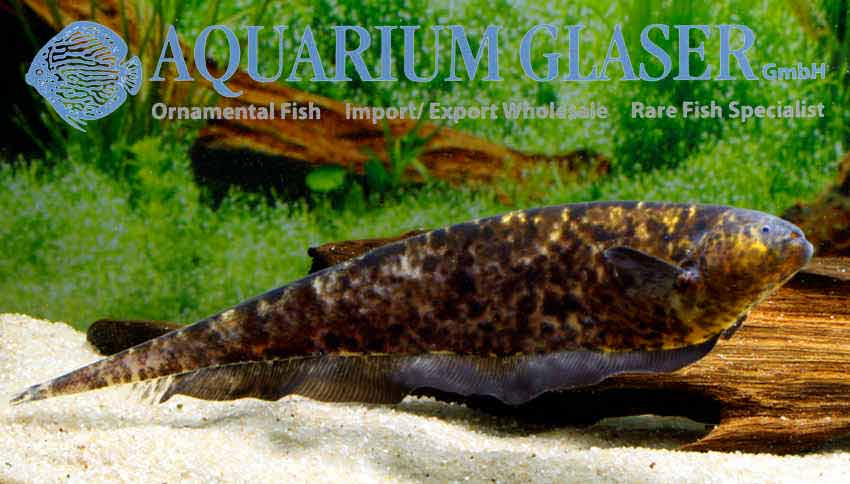 Adontosternarchus Nebulosus Aquarium Glaser Gmbh